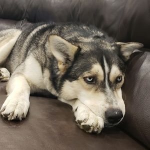 Meet your Posher, Alana